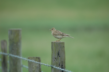 Recent Sightings 27th June 2022